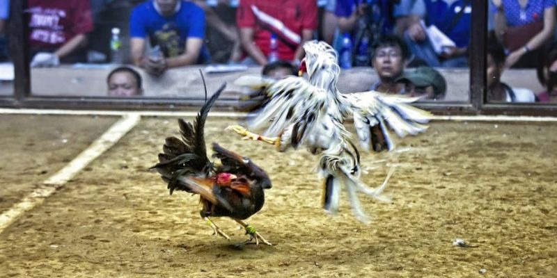 95vn ﻿đăng nhập lô đề uy tín