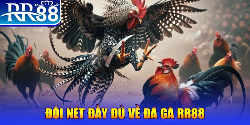 95vn gà chọi hoà phong