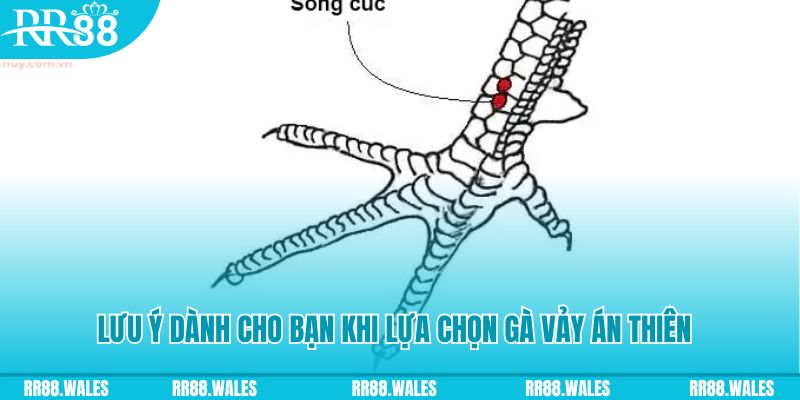 95vn xổ số khánh hòa