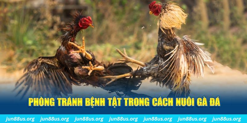 95vn natural” trong baccarat nghĩa là gì？